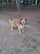 FANCHITO, Hund, Sheltie-Collie-Schäferhund-Mix in Spanien - Bild 10