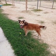 FANCHITO, Hund, Sheltie-Collie-Schäferhund-Mix in Spanien - Bild 2