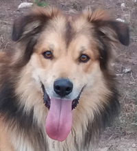 FANCHITO, Hund, Sheltie-Collie-Schäferhund-Mix in Spanien - Bild 3