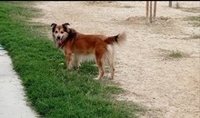 FANCHITO, Hund, Sheltie-Collie-Schäferhund-Mix in Spanien - Bild 4