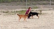 FANCHITO, Hund, Sheltie-Collie-Schäferhund-Mix in Spanien - Bild 5