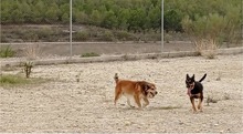 FANCHITO, Hund, Sheltie-Collie-Schäferhund-Mix in Spanien - Bild 6