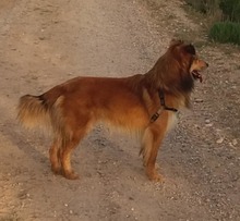 FANCHITO, Hund, Sheltie-Collie-Schäferhund-Mix in Spanien - Bild 9