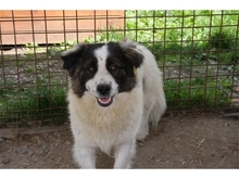 MAYLO, Hund, Mischlingshund in Rumänien