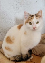 PEPPER, Katze, Europäisch Kurzhaar in Bulgarien