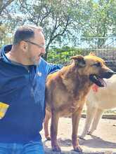 LEXI, Hund, Mischlingshund in Bruckberg - Bild 10