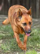 LEXI, Hund, Mischlingshund in Bruckberg - Bild 2