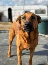 LEXI, Hund, Mischlingshund in Bruckberg - Bild 6