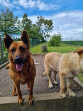 LEXI, Hund, Mischlingshund in Bruckberg - Bild 8