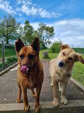 LEXI, Hund, Mischlingshund in Bruckberg - Bild 9