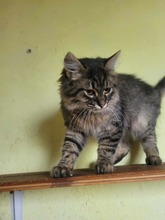 FUSSEL, Katze, Angora-Mix in Bulgarien - Bild 2