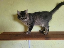 FUSSEL, Katze, Angora-Mix in Bulgarien - Bild 3