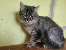 FUSSEL, Katze, Angora-Mix in Bulgarien - Bild 4