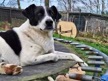 MERLIN, Hund, Mischlingshund in Extertal - Bild 4