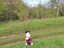 MERLIN, Hund, Mischlingshund in Extertal - Bild 5