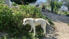 RUNA, Hund, Mischlingshund in Spanien - Bild 11