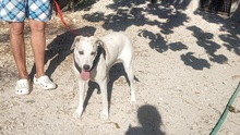 RUNA, Hund, Mischlingshund in Spanien - Bild 4