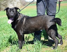 ALLEGRA, Hund, Mischlingshund in Slowakische Republik - Bild 3