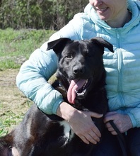 ALLEGRA, Hund, Mischlingshund in Slowakische Republik - Bild 4