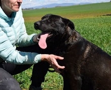 ALLEGRA, Hund, Mischlingshund in Slowakische Republik - Bild 5