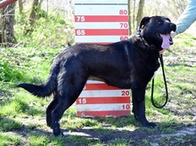 ALLEGRA, Hund, Mischlingshund in Slowakische Republik - Bild 8