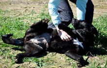 ALLEGRA, Hund, Mischlingshund in Slowakische Republik - Bild 9