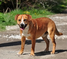 GULLIVER, Hund, Mischlingshund in Slowakische Republik - Bild 10