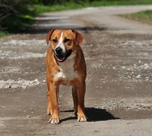 GULLIVER, Hund, Mischlingshund in Slowakische Republik - Bild 12