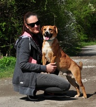 GULLIVER, Hund, Mischlingshund in Slowakische Republik - Bild 2