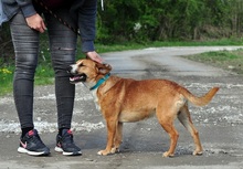 GULLIVER, Hund, Mischlingshund in Slowakische Republik - Bild 4