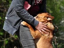 GULLIVER, Hund, Mischlingshund in Slowakische Republik - Bild 5