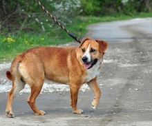 GULLIVER, Hund, Mischlingshund in Slowakische Republik - Bild 6