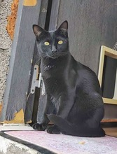 LEILANI, Katze, Europäisch Kurzhaar in Spanien - Bild 5