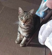 PAULA, Katze, Europäisch Kurzhaar in Spanien - Bild 6
