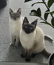 COCO, Katze, Siamkatze in Gießen