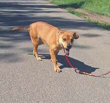 ULLA, Hund, Mischlingshund in Ungarn - Bild 4