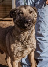 ENYA, Hund, Mischlingshund in Ungarn - Bild 2