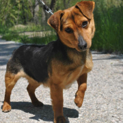 NANOOK, Hund, Mischlingshund in Slowakische Republik