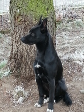 JANOSCH, Hund, Podenco-Mix in Arendsee - Bild 1