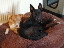 JANOSCH, Hund, Podenco-Mix in Arendsee - Bild 10