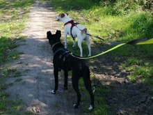 JANOSCH, Hund, Podenco-Mix in Arendsee - Bild 11