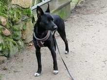 JANOSCH, Hund, Podenco-Mix in Arendsee - Bild 13