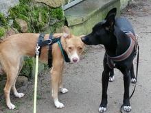 JANOSCH, Hund, Podenco-Mix in Arendsee - Bild 14