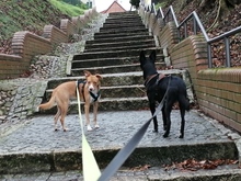 JANOSCH, Hund, Podenco-Mix in Arendsee - Bild 15