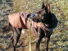 JANOSCH, Hund, Podenco-Mix in Arendsee - Bild 3