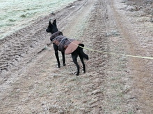 JANOSCH, Hund, Podenco-Mix in Arendsee - Bild 4