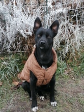 JANOSCH, Hund, Podenco-Mix in Arendsee - Bild 6