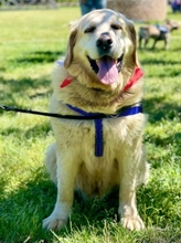 MAX, Hund, Golden Retriever-Mix in Italien - Bild 1