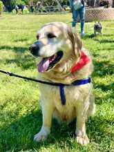 MAX, Hund, Golden Retriever-Mix in Italien - Bild 2