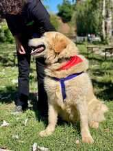 MAX, Hund, Golden Retriever-Mix in Italien - Bild 3